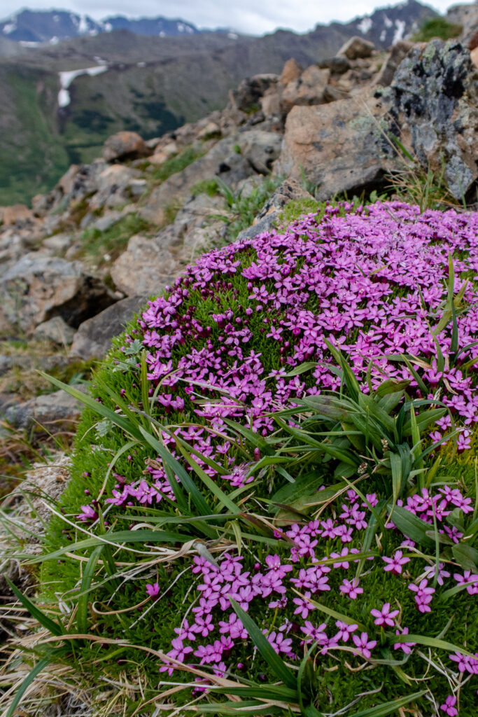 alpine flowers flattop mountain
