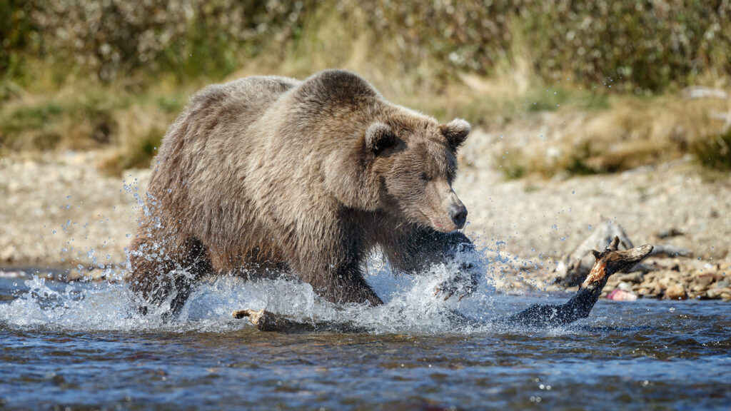 brown bear fishing kenai river trail