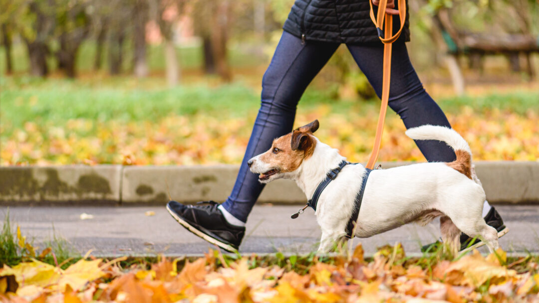 How Long Does It Take To Walk 2 Miles At Different Speeds? - Love Life