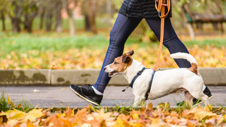 solved-as-part-of-an-exercise-regimen-you-walk-2-miles-on-an-indoor